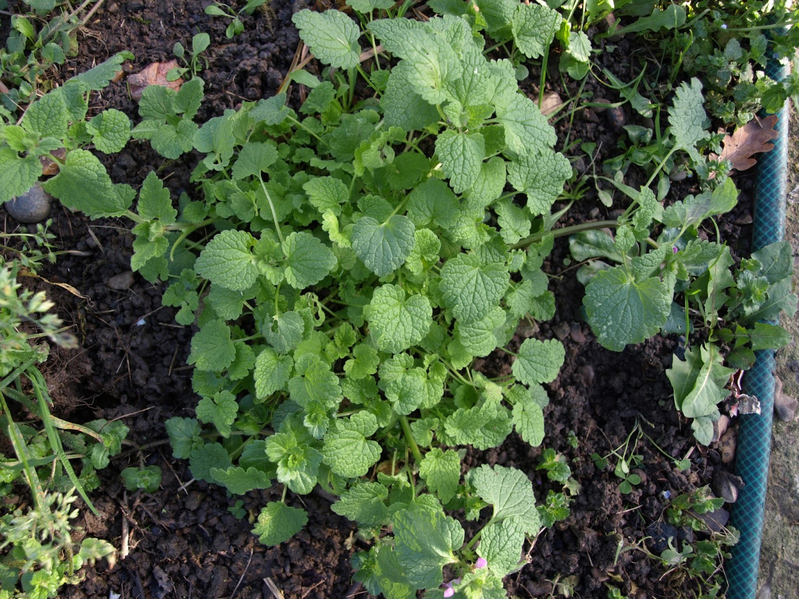 Raw Edible Plants Ground ivy (Glechoma hederacea)