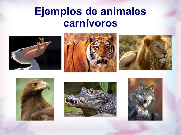 Animales Carnívoros