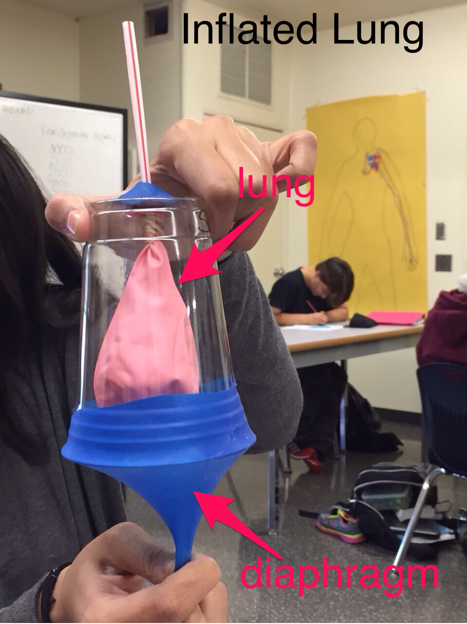 Human Kinetics: Lung Inflation & Deflation Lab