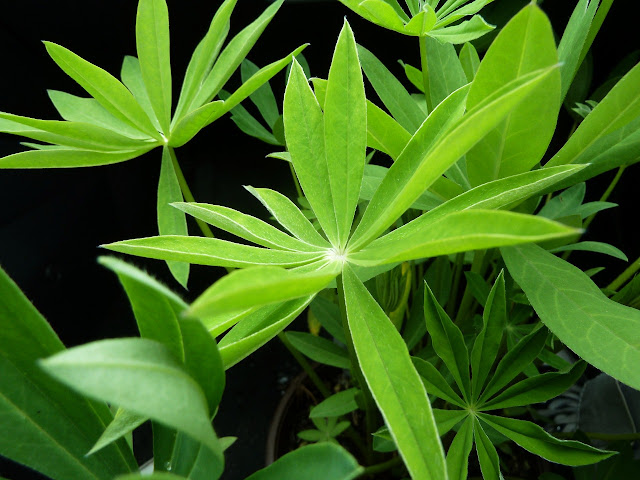Leaves of native Lupine