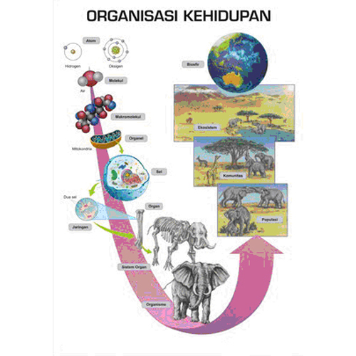 Organisasi Kehidupan