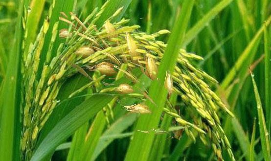 Belajar Rendah Hati Dari Pohon Padi | .: Informasi, Berita dan Cerita