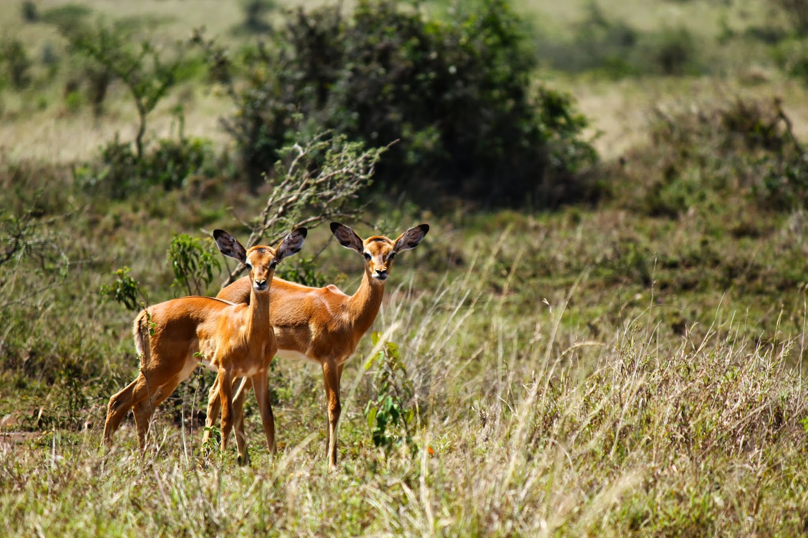 PARQUE NACIONAL DE NAIROBI - Savana junto à selva urbana | Quénia