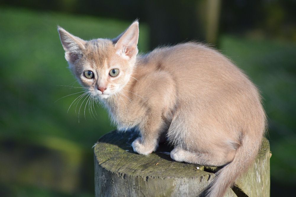 The Kuwait Cats and kittens Adoption and sales email us at