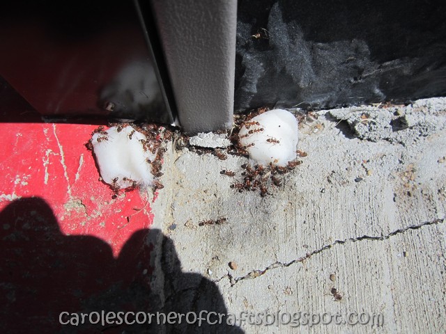 Carole S Corner Of Crafts Borax Ant Bait Recipe IMG 4123