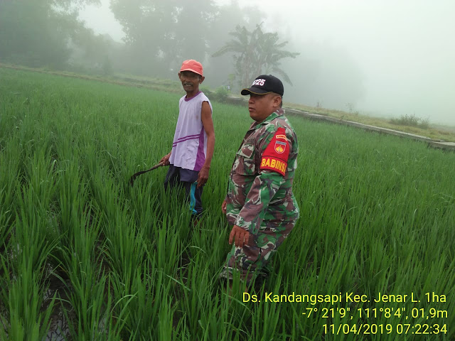 Babinsa Kandangsapi Monitoring Upsus MT II