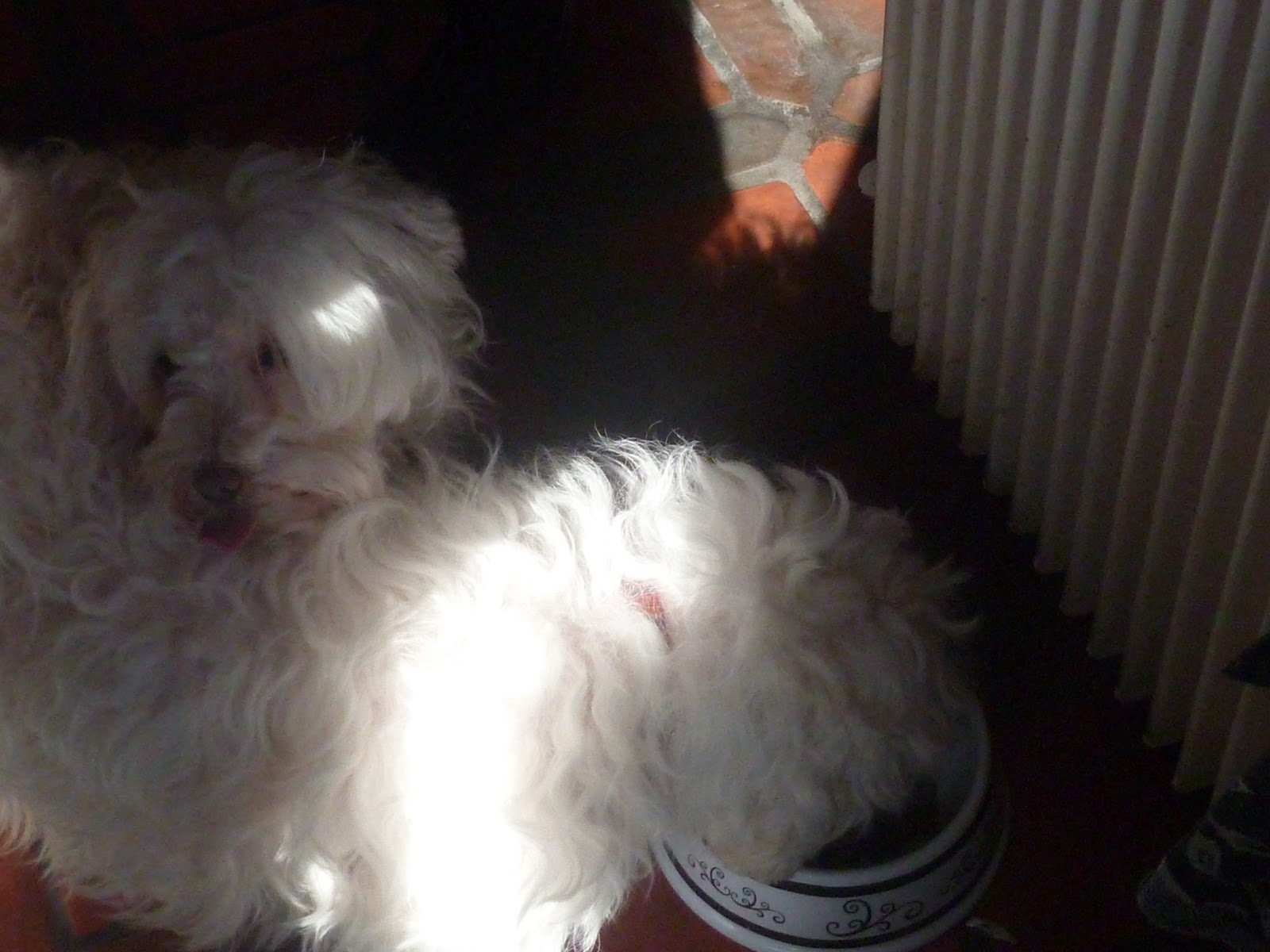 Madhouse Family Reviews Pets Corner Symply dog food