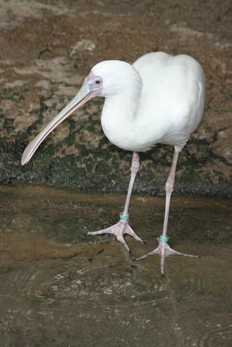 African Spoonbill African Spoonbill