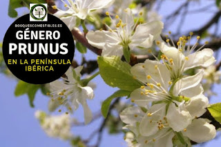 El género Prunus son arboles o arbustos frutales de hoja simple o compuestas, 