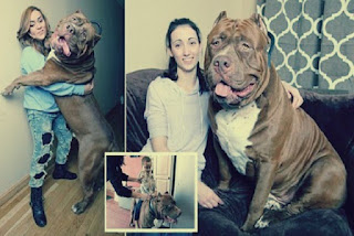 biggest%2Bpitbull