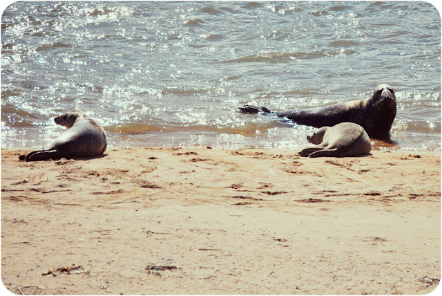 Seals on Newburgh beach Aberdeenshire 
