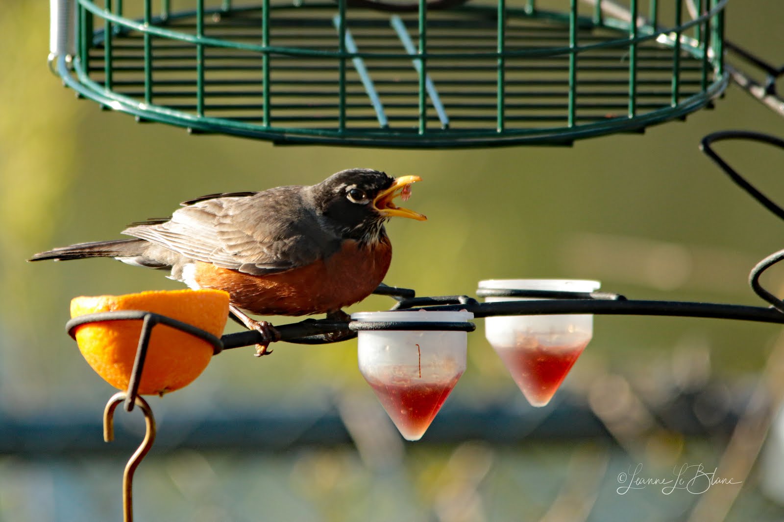 7 Top Reasons to Feed Your Birds BirdBerry Jelly Nature Notes Blog