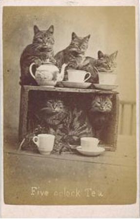 Fotos de gatos siglo XIX - Harry Pointer
