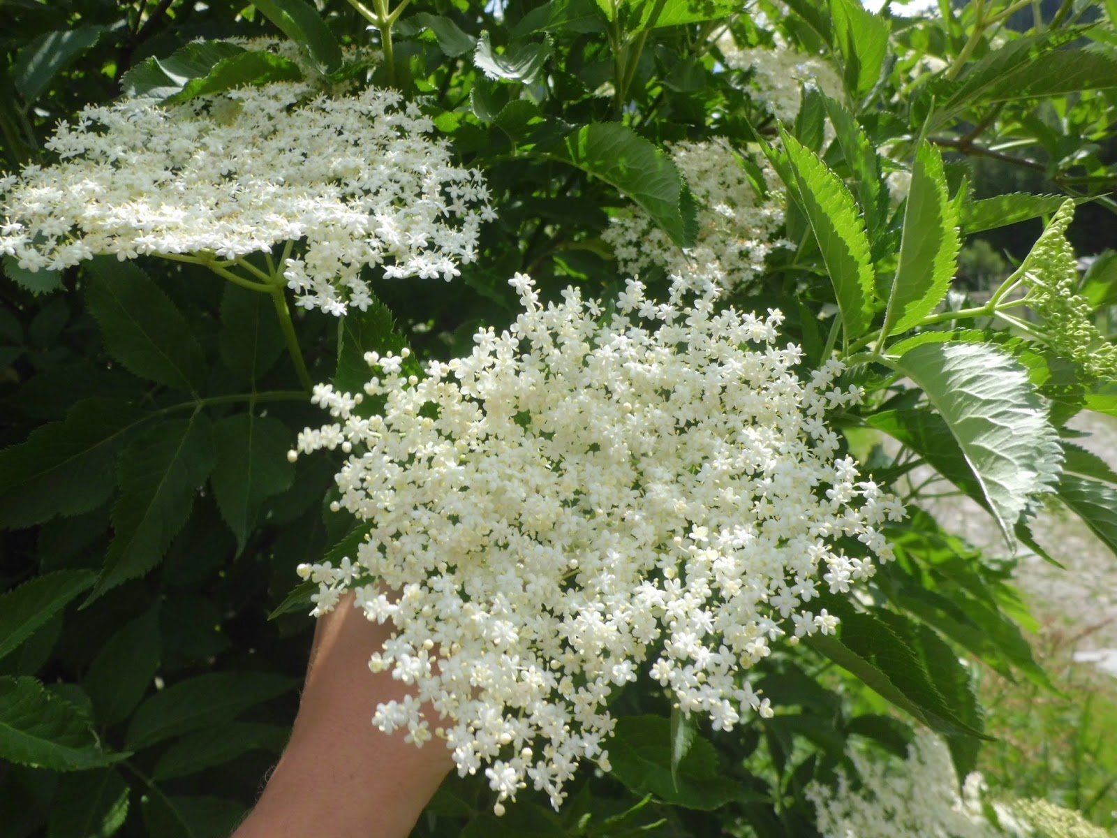 collettivocontorti SCOPRIAMO IL SAMBUCO