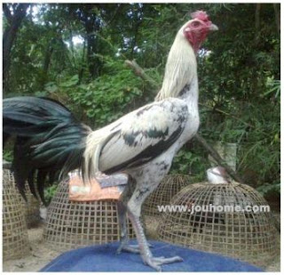 Ciri Tulangan Ayam Birma Ciri Ayam Birma