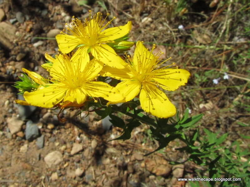 Walking the Cape More Flowers in Newlands Forest