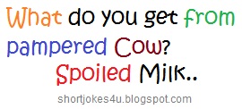 funny jokes what do you get from cow