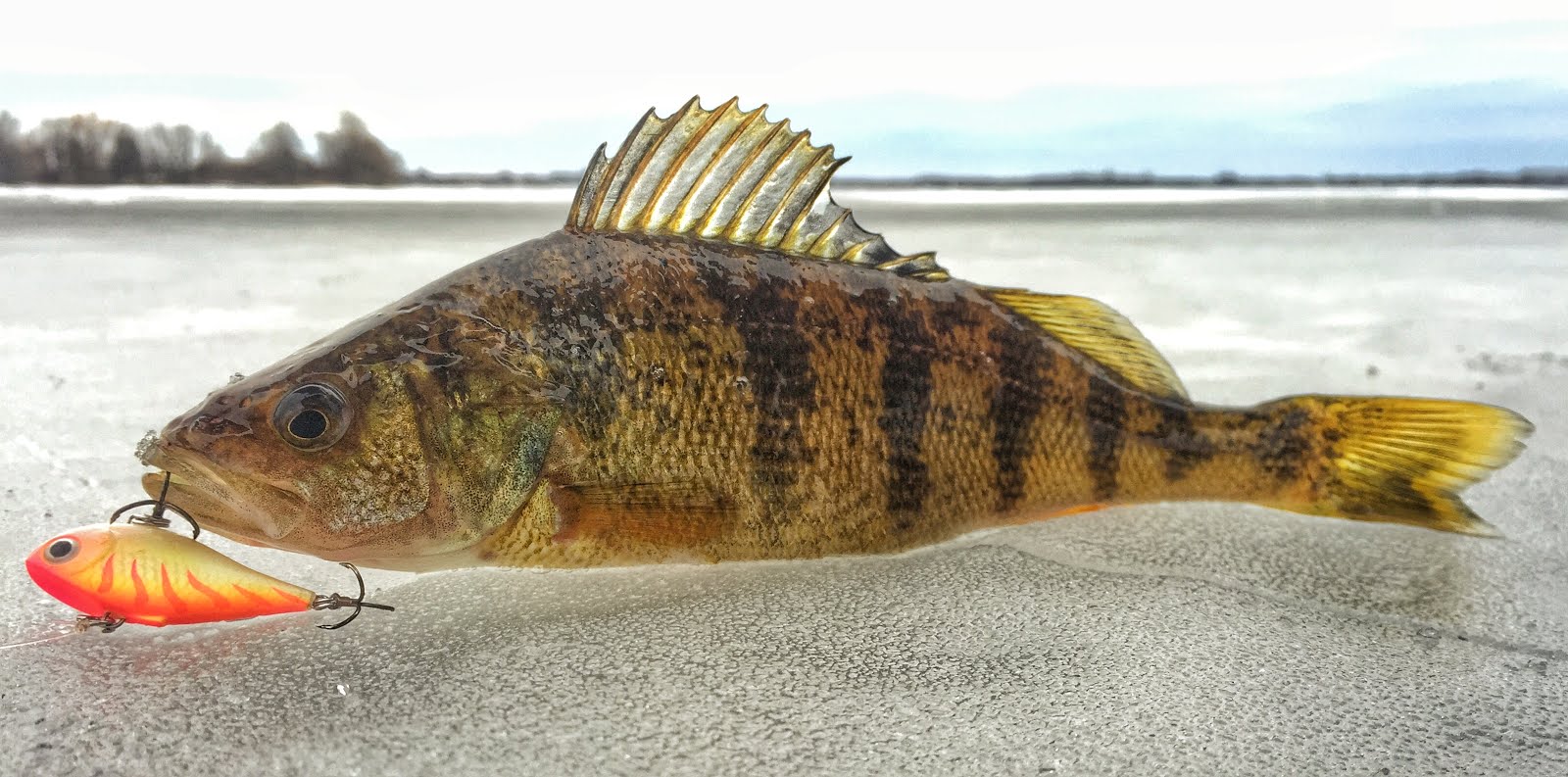 Bay of Quinte Hardwater Perch