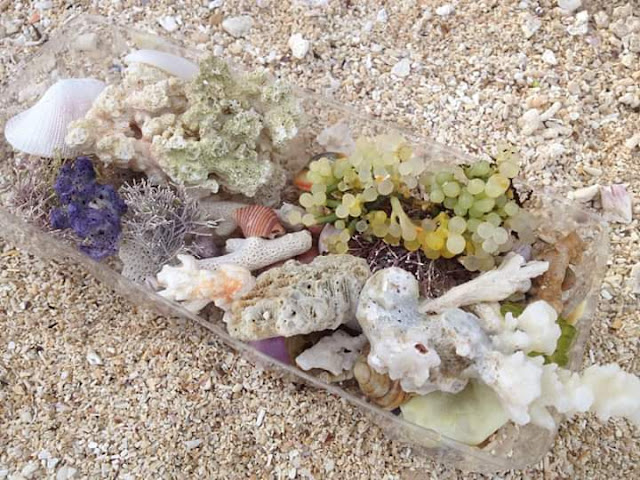 biota laut yang cantik di pantai cukoh