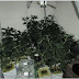 Man Caught With 85 Pot Plants After Ordering Cocaine on the Darknet