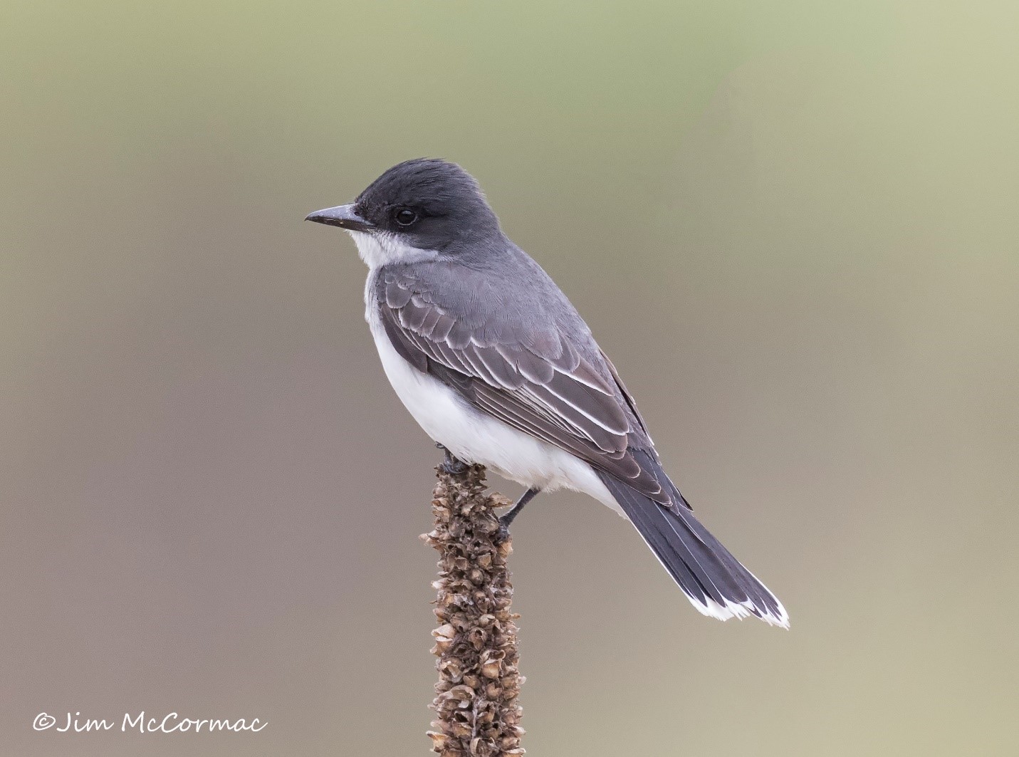 Ohio Birds and Biodiversity Northern Michigan, in a few random photos