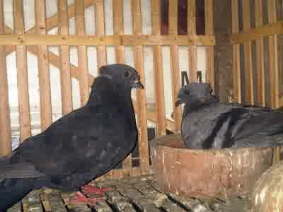 Cara Memilih Merpati Lokal Jenis Kupu-Kupu Yang Bagus