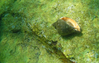 Marea Neagra Black Sea underwater images poze subacvatice Melc-de-mare Rapana Veined-rapa-whelk Rapana-venosa Muricidae Rapan