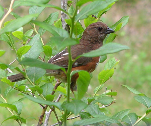 Bird Song Drink Your Tea Bird Song Drink Your Tea