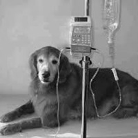 Parvovirose em cachorro Tratamento Parvovirose em cachorro