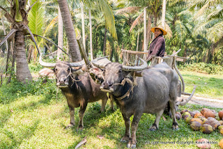 Bullock cart used for collecting coconuts