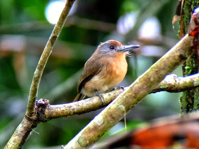 Grey cheeked Nunlet