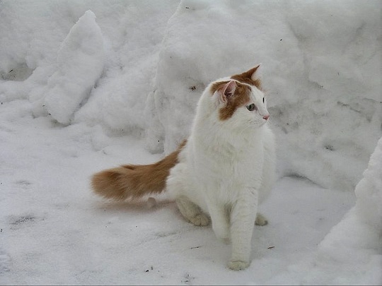 Turkish Van cat in snow