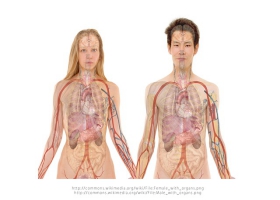 Body system. Body system.