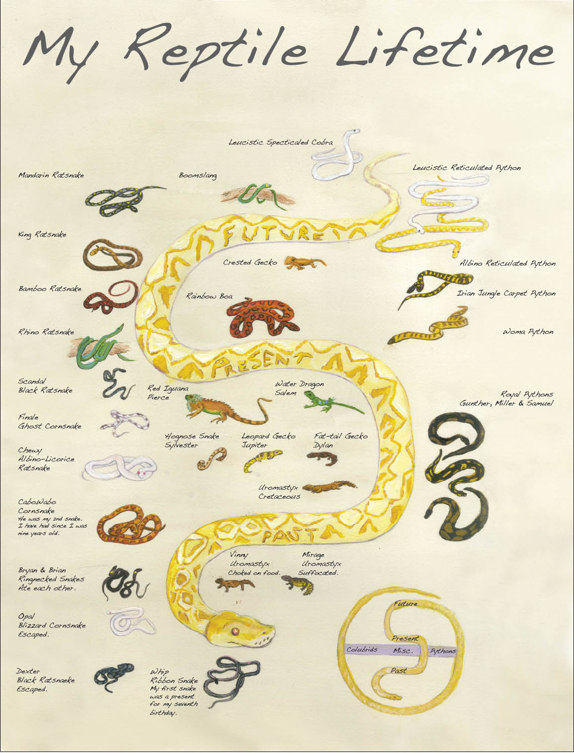 Illustrated Maps Assignment 2 Reptile Lifetime Map