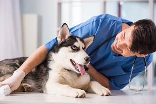 Consejos simples sobre cuidar a tu perro Consejos simples sobre cuidar a tu perro