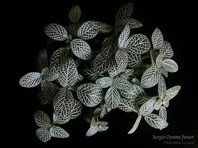 Planta Mosaico - Fittonia albivenis