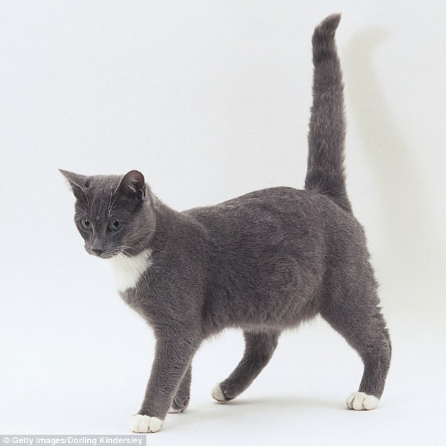 Can My Cat Break Its Tail Can My Cat Break Its Tail