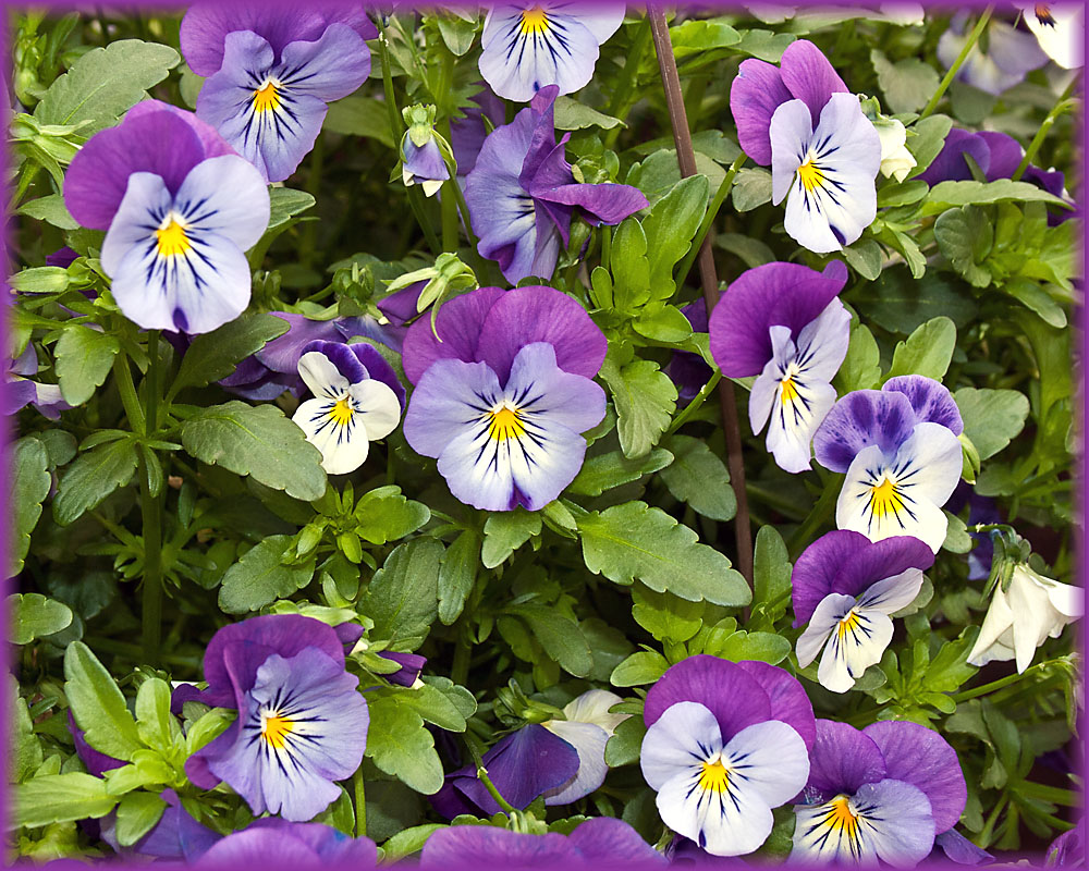 Johnson's Farm Produce: It's time to plant the pansies!