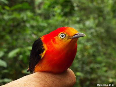 Seleção mestrado em Biodiversidade, Ecologia e Conservação da Universidade Federal do Tocantins. Foto: Dianes G. Marcelino uirapuru-laranja, mestrado UFT, mestrado em Biodiversidade Ecologia e Conservação, mestrado em Biodiversidade, mestrado Ecologia, mestrado em Conservação, Tocantins, mestrado Tocantins, seleção de mestrado, curso, curso de mestrado, curso de pós-graduação, pós-graduação, pós-graduação UFT, Universidade Federal do Tocantins, mestrado Universidade Federal do Tocantins, natureza, natureza e conservação