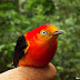 Inscrições abertas para o mestrado em Biodiversidade, Ecologia e Conservação da UFT