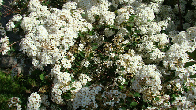 Espirea o espirea de Vanhouttei (Spiraea x vanhouttei).