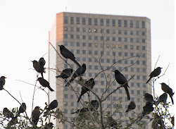 birds houston downtown populating texas