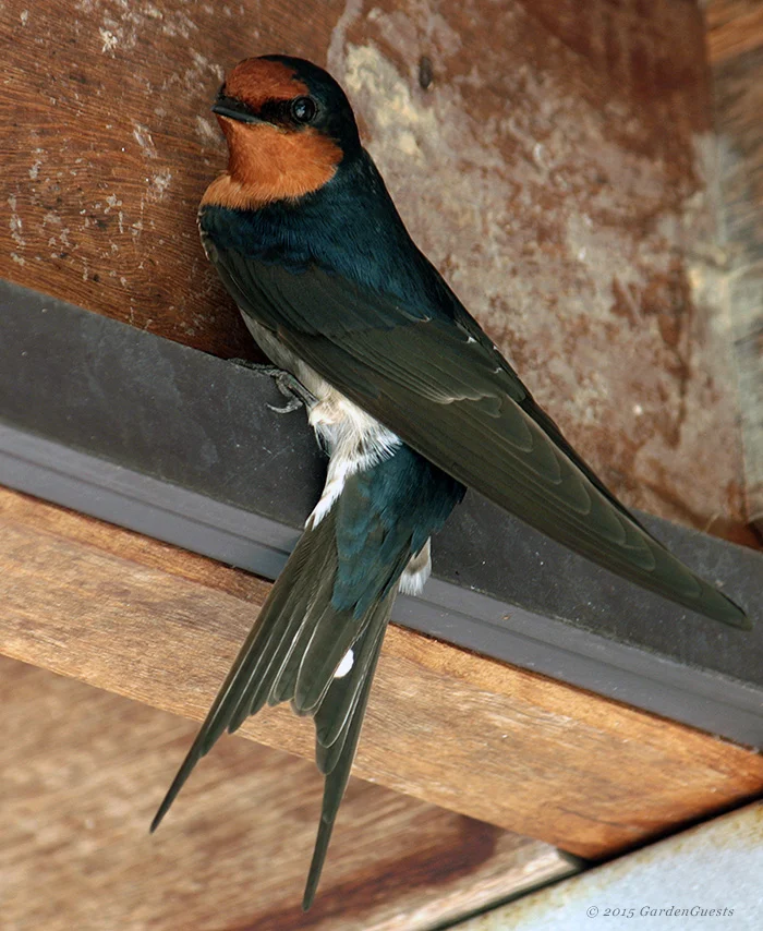 Welcome swallow perched at the door.
