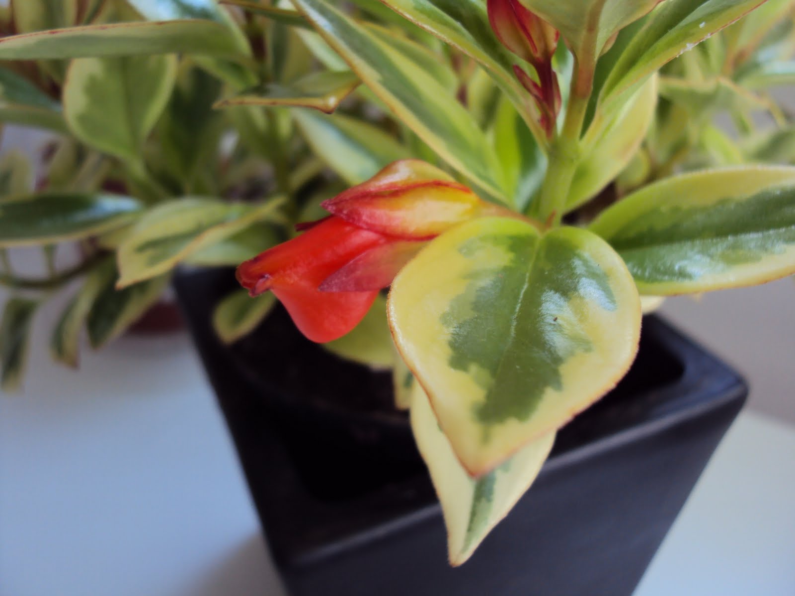 Ruukkukasviblogi Suukkosuu vai sittenkin pusukki?