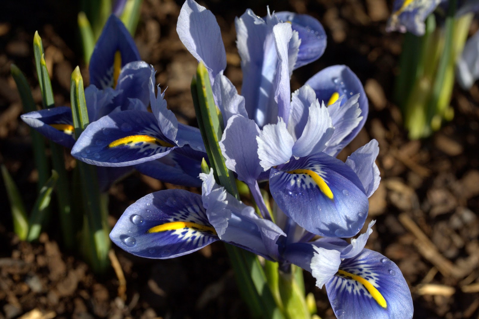 Ирис сетчатый пепл джем. Иридодиктиум ирис сетчатый. Ирис иридодиктиум. Ирис голландский луковичный. Иридодиктиум ирис сетчатый.