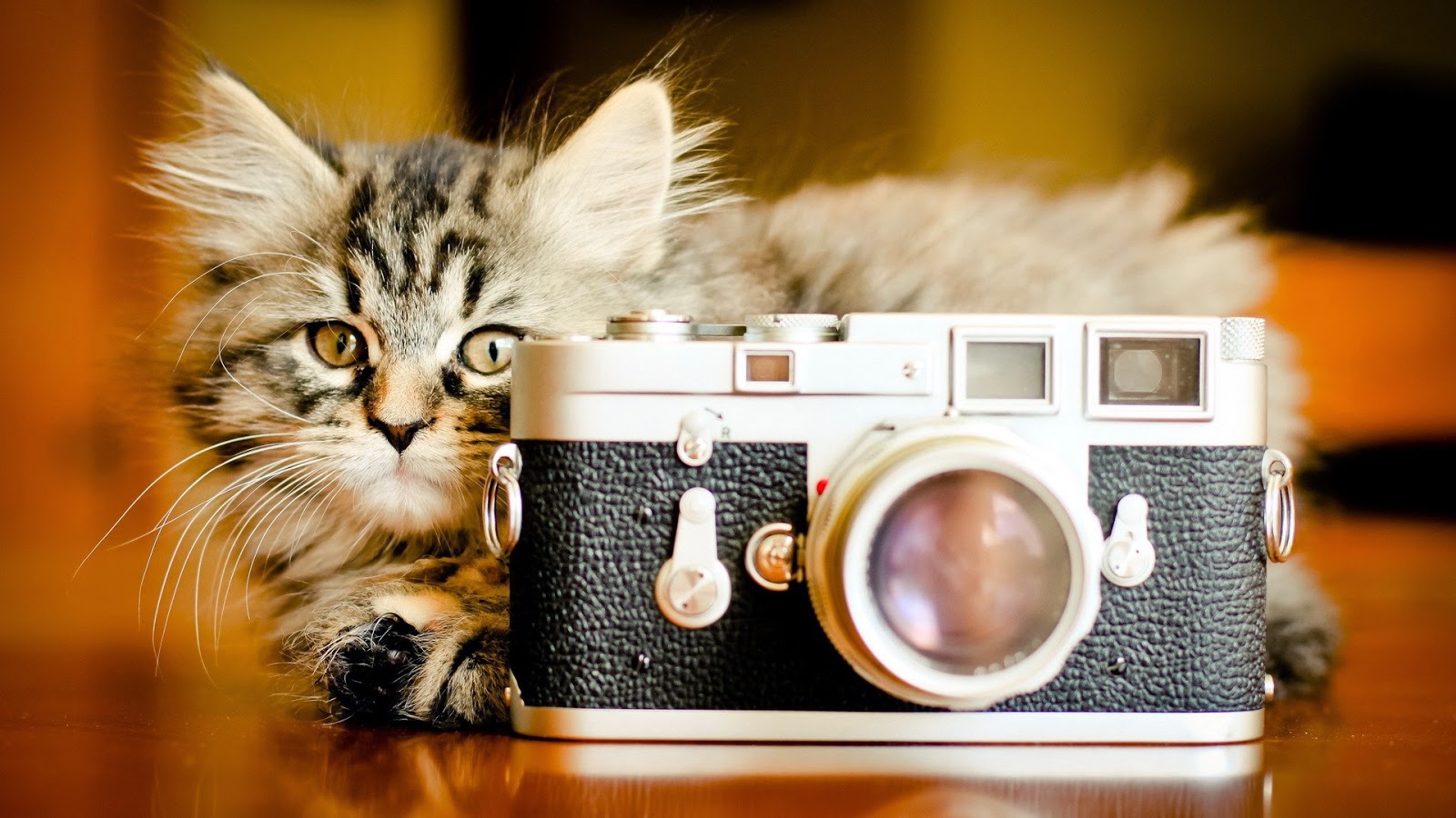 150 gambar kucing lucu dan imut termasuk anggora, persia, dan maine coon 150 gambar kucing lucu dan imut termasuk anggora, persia, dan maine coon