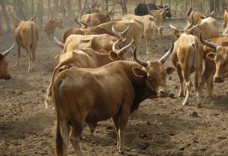 Shio Kerbau dan Kambing
