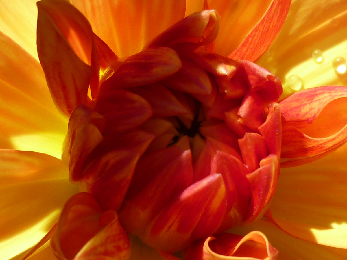 Frieda Oxenham Our own and Silverburn Gardens