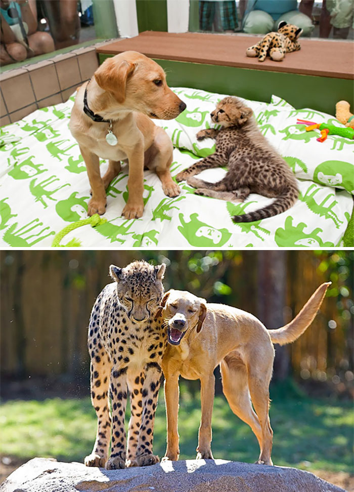 #11 Kasi The Cheetah And Mtani The Labrador Best Friends Eve - 15 Before & After Pics Of Animals Growing Up Together #11 Kasi The Cheetah And Mtani The Labrador Best Friends Eve - 15 Before & After Pics Of Animals Growing Up Together