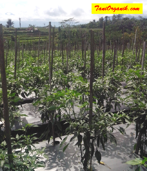Kiat Memulihkan Keriting Daun Pada Tanaman Cabe